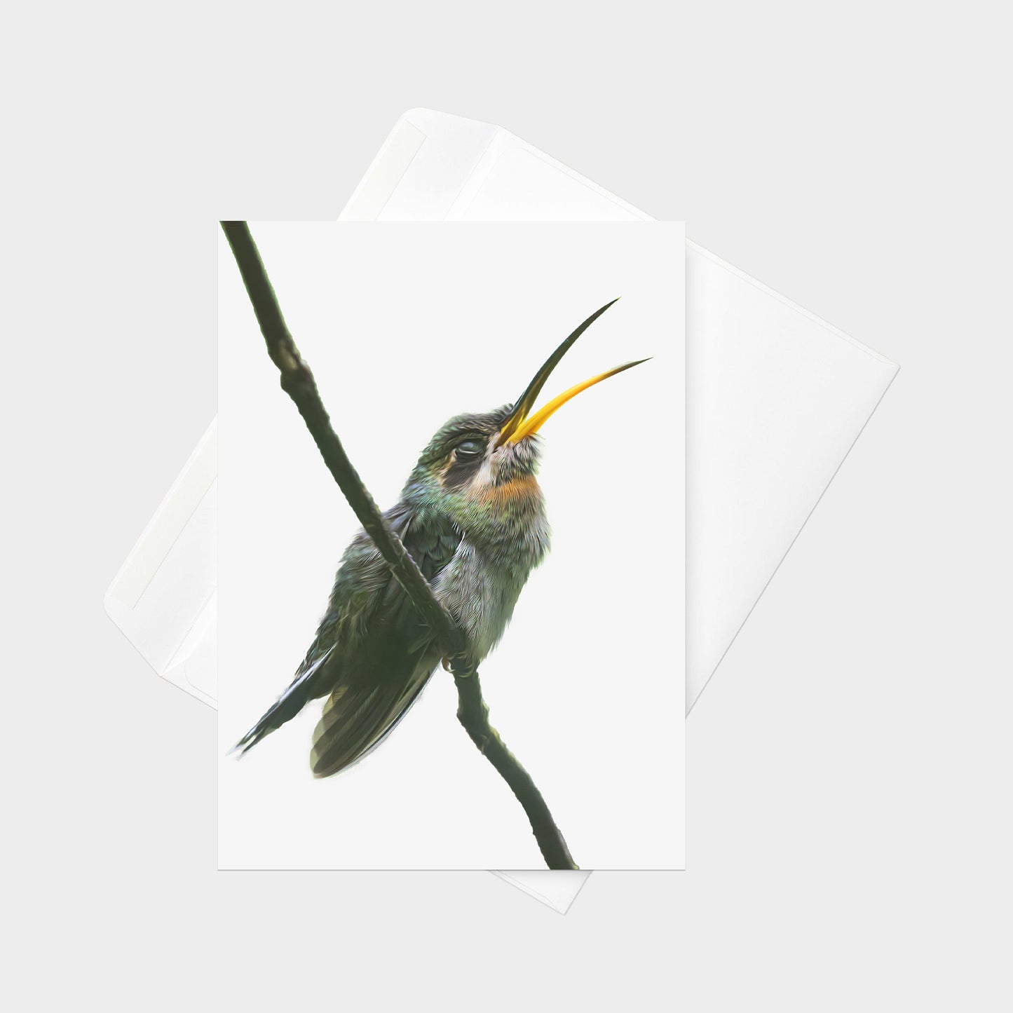 Band-tailed Barbthroat note card back view
