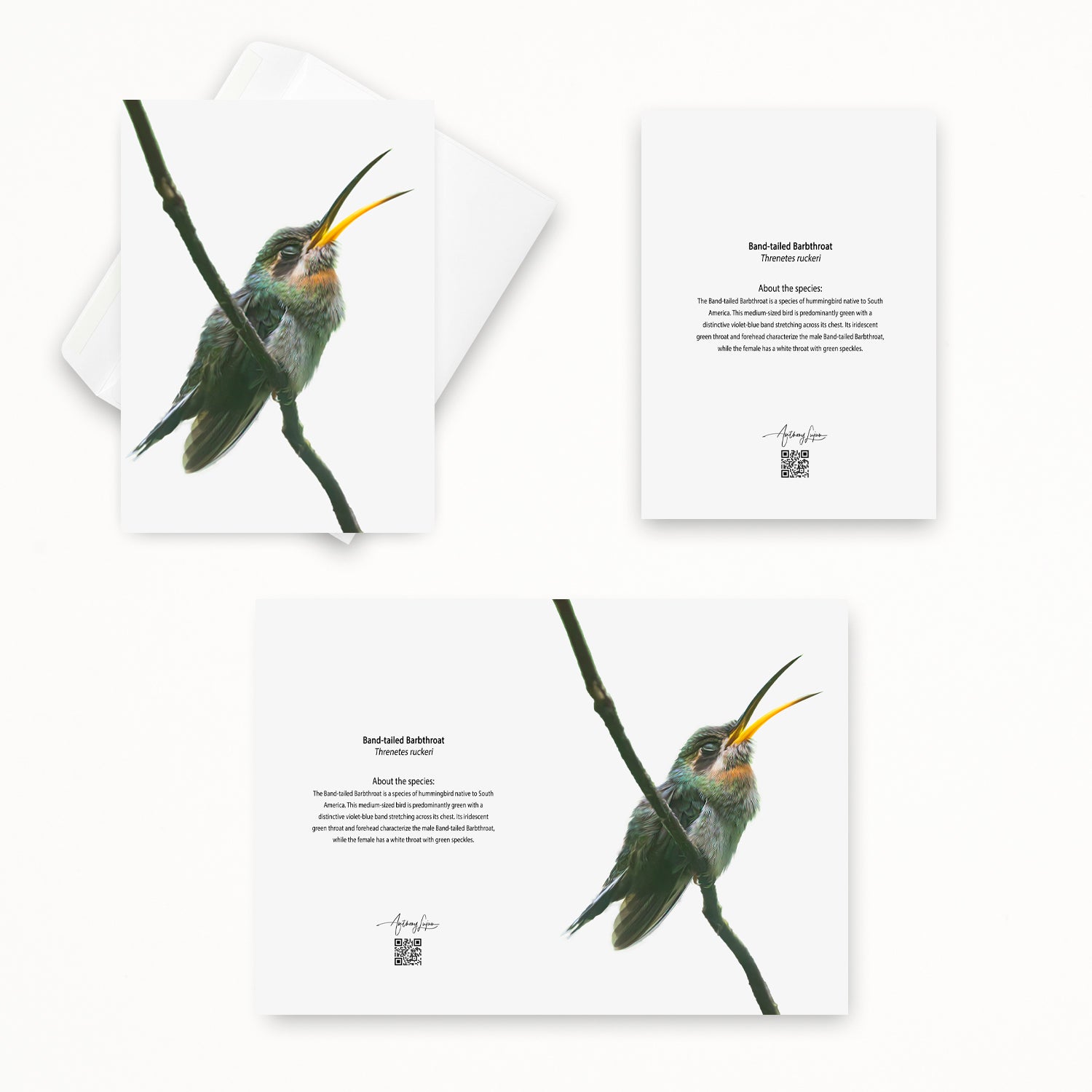 Band-tailed Barbthroat 5x7 note card featuring Anthony Lujan photography