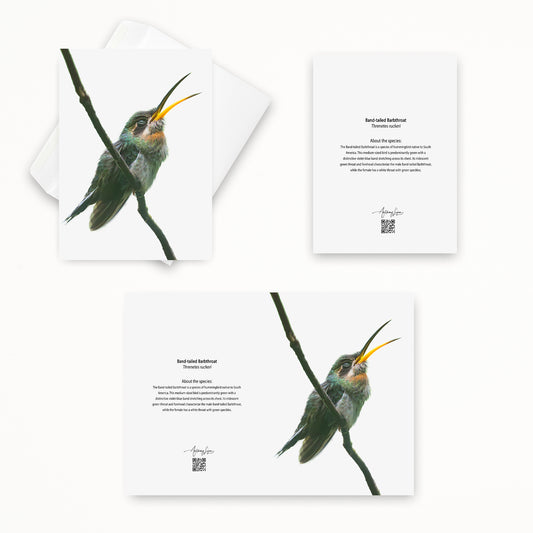 Band-tailed Barbthroat 5x7 note card featuring Anthony Lujan photography