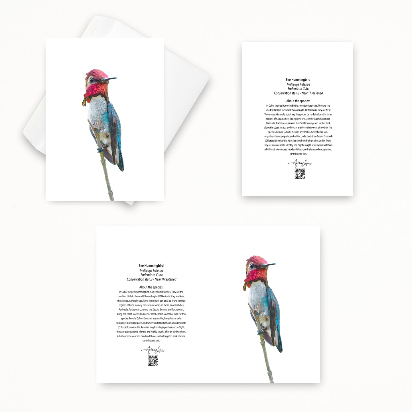 Bee Hummingbird 5x7 note card featuring Anthony Lujan photography