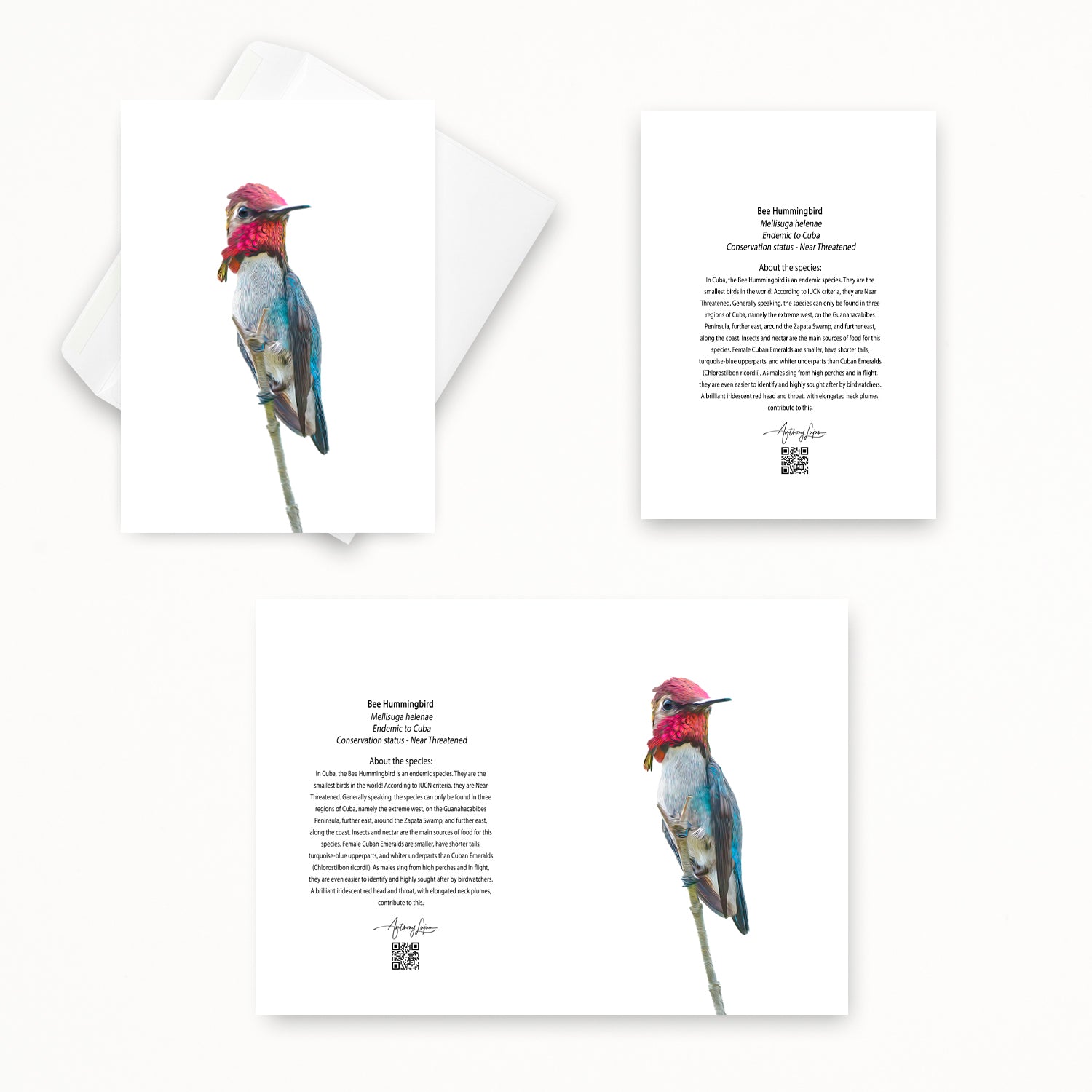 Bee Hummingbird 5x7 note card featuring Anthony Lujan photography
