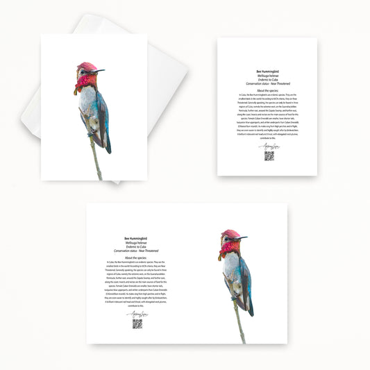 Bee Hummingbird 5x7 note card featuring Anthony Lujan photography