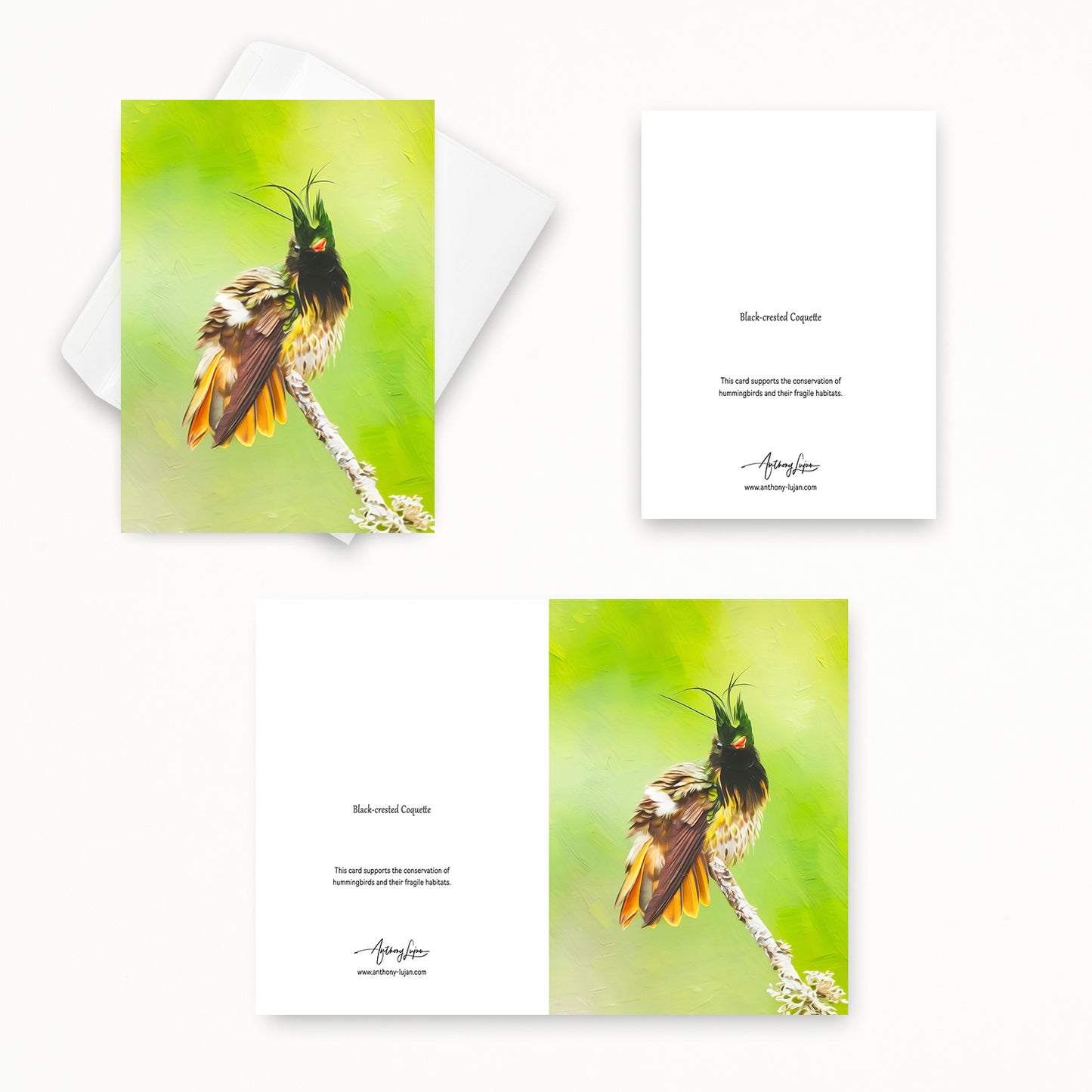 Black-crested Coquette | 5x7 Note Card