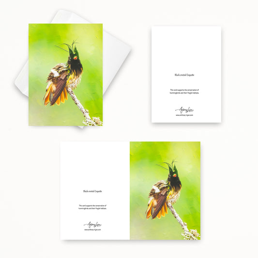 Black-crested Coquette | 5x7 Note Card