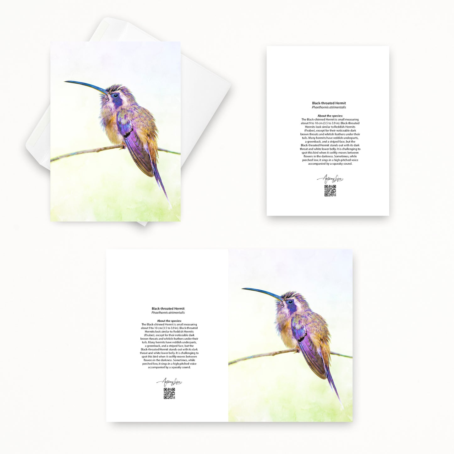 Black-throated Hermit 5x7 note card featuring Anthony Lujan photography