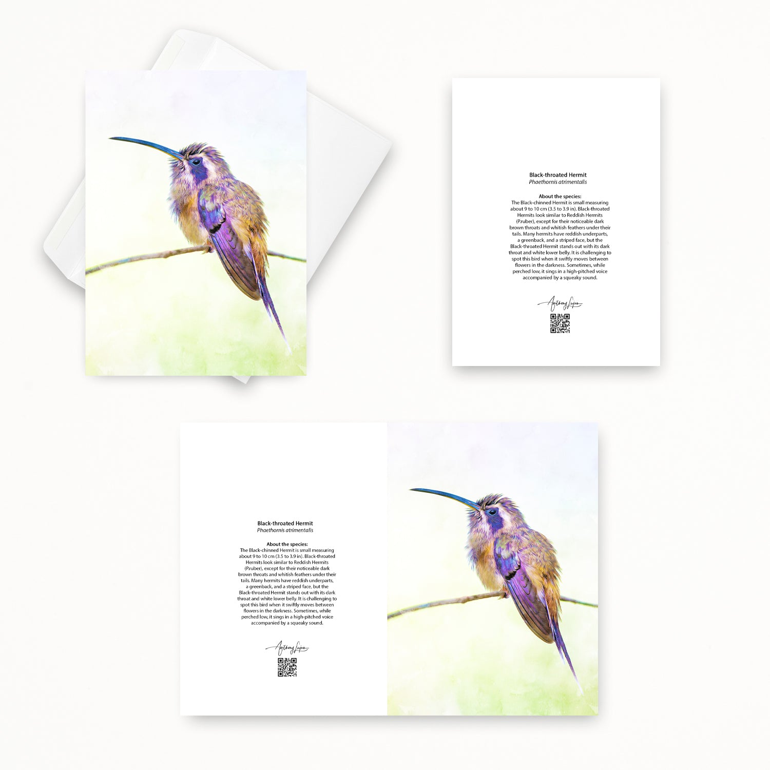 Black-throated Hermit 5x7 note card featuring Anthony Lujan photography