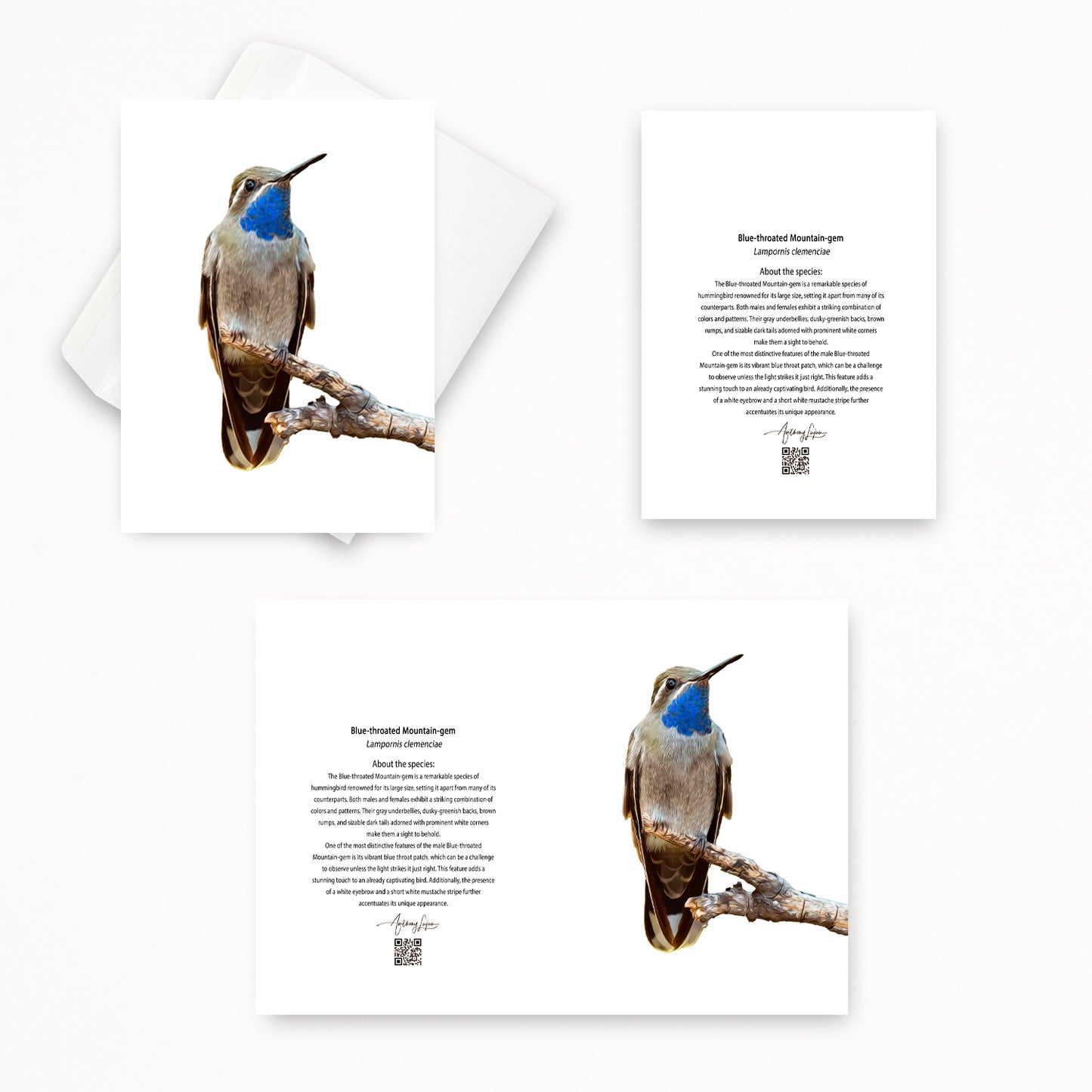 Blue-throated Mountain-gem 5x7 note card featuring Anthony Lujan photography
