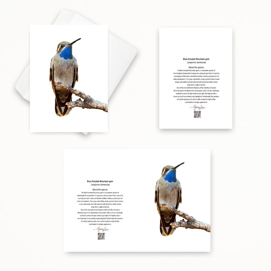 Blue-throated Mountain-gem 5x7 note card featuring Anthony Lujan photography