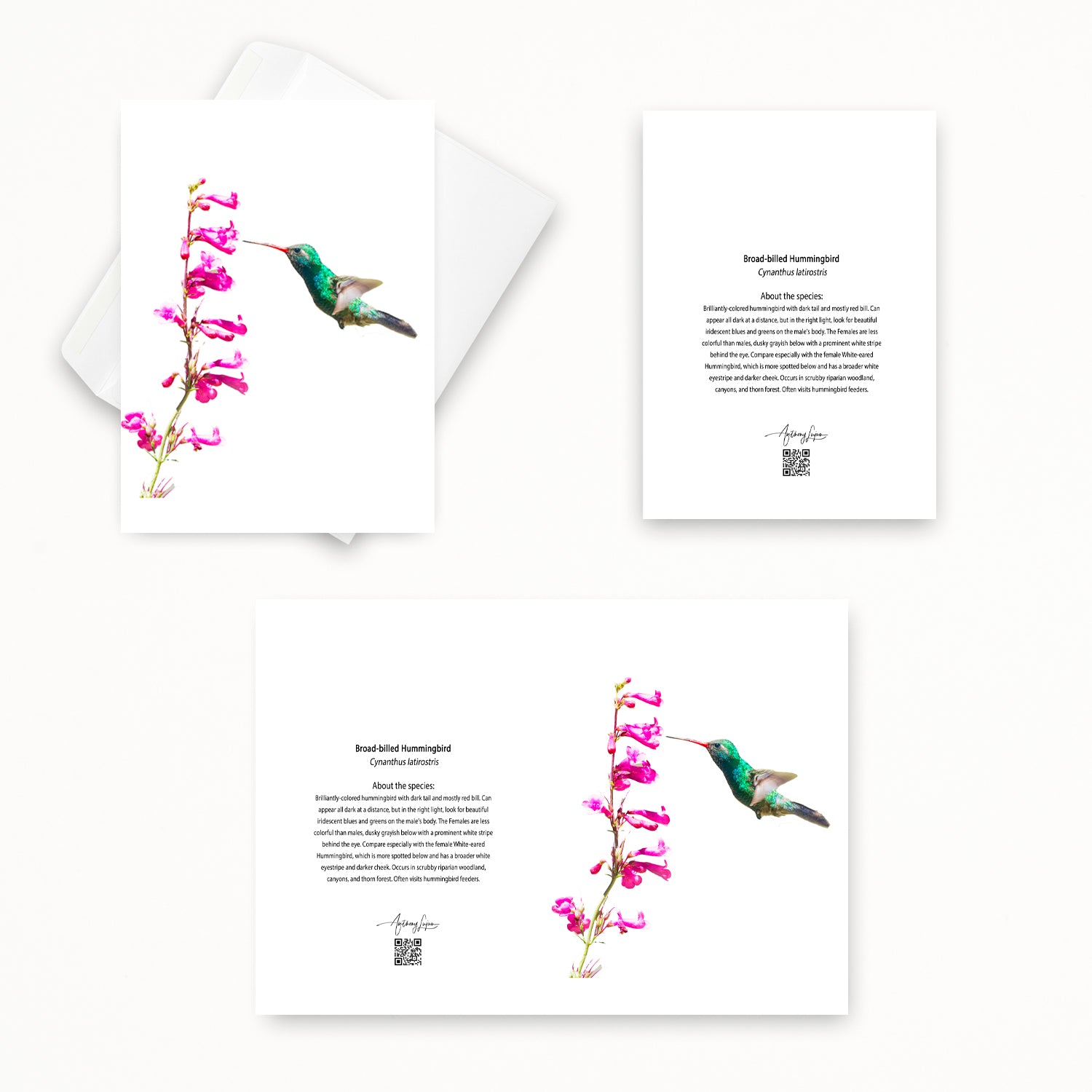 Broad-billed Hummingbird 5x7 note card featuring Anthony Lujan photography