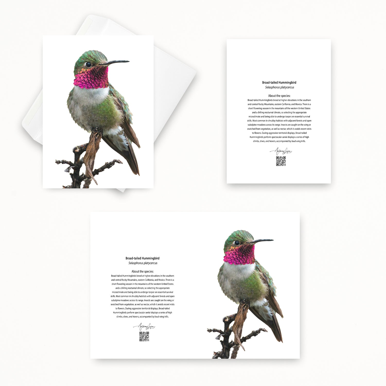 Broad-tailed Hummingbird 5x7 note card featuring Anthony Lujan photography