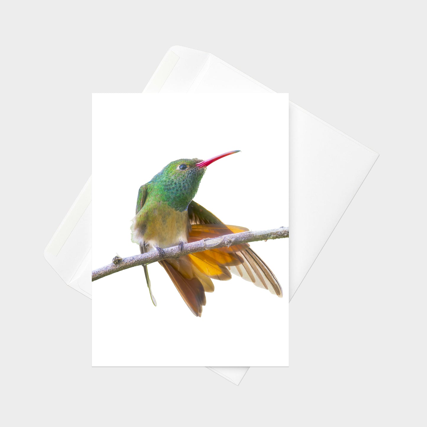 Buff-bellied Hummingbird note card back view