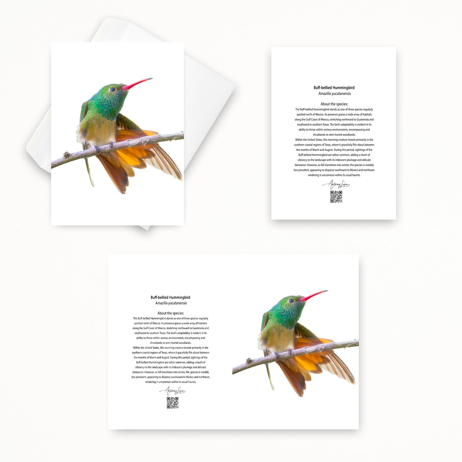 Buff-bellied Hummingbird 5x7 note card featuring Anthony Lujan photography