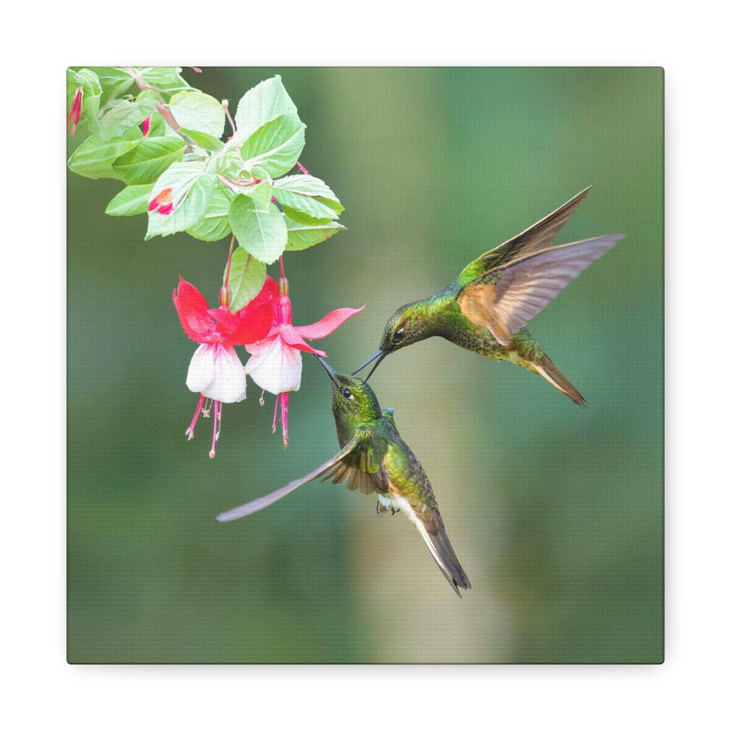 Buff-tailed Coronet 8x8 Canvas Print
