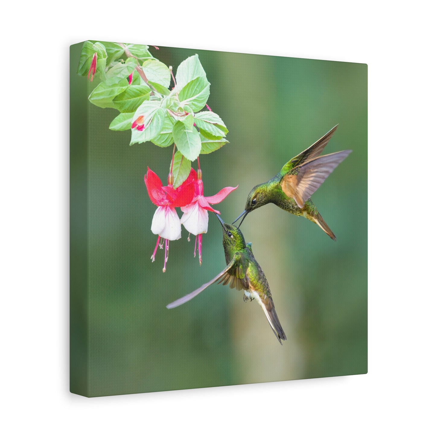 Buff-tailed Coronet 8x8 Canvas Print
