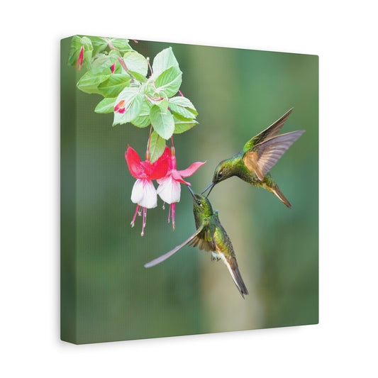 Buff-tailed Coronet 8x8 Canvas Print