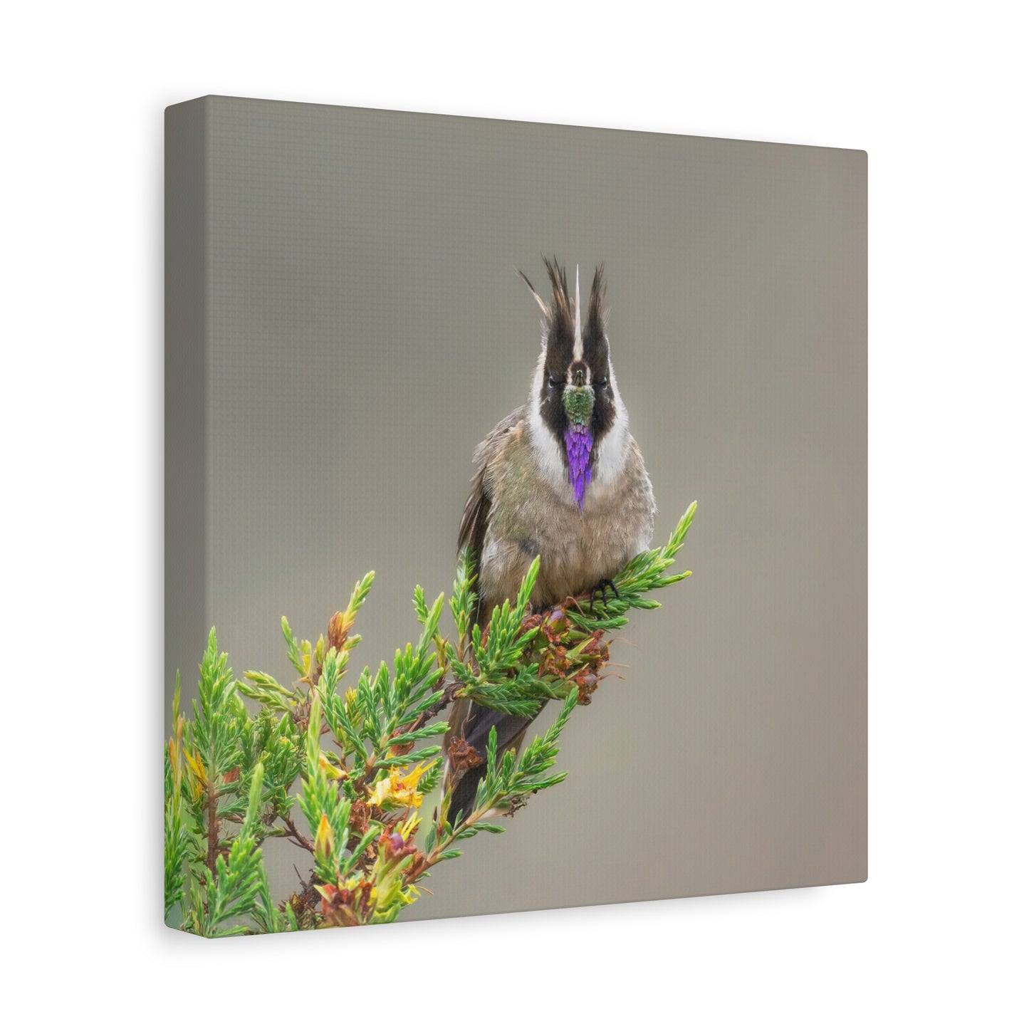 Buffy Helmetcrest 8x8 Canvas Print
