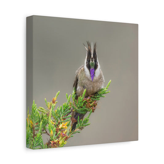 Buffy Helmetcrest 8x8 Canvas Print
