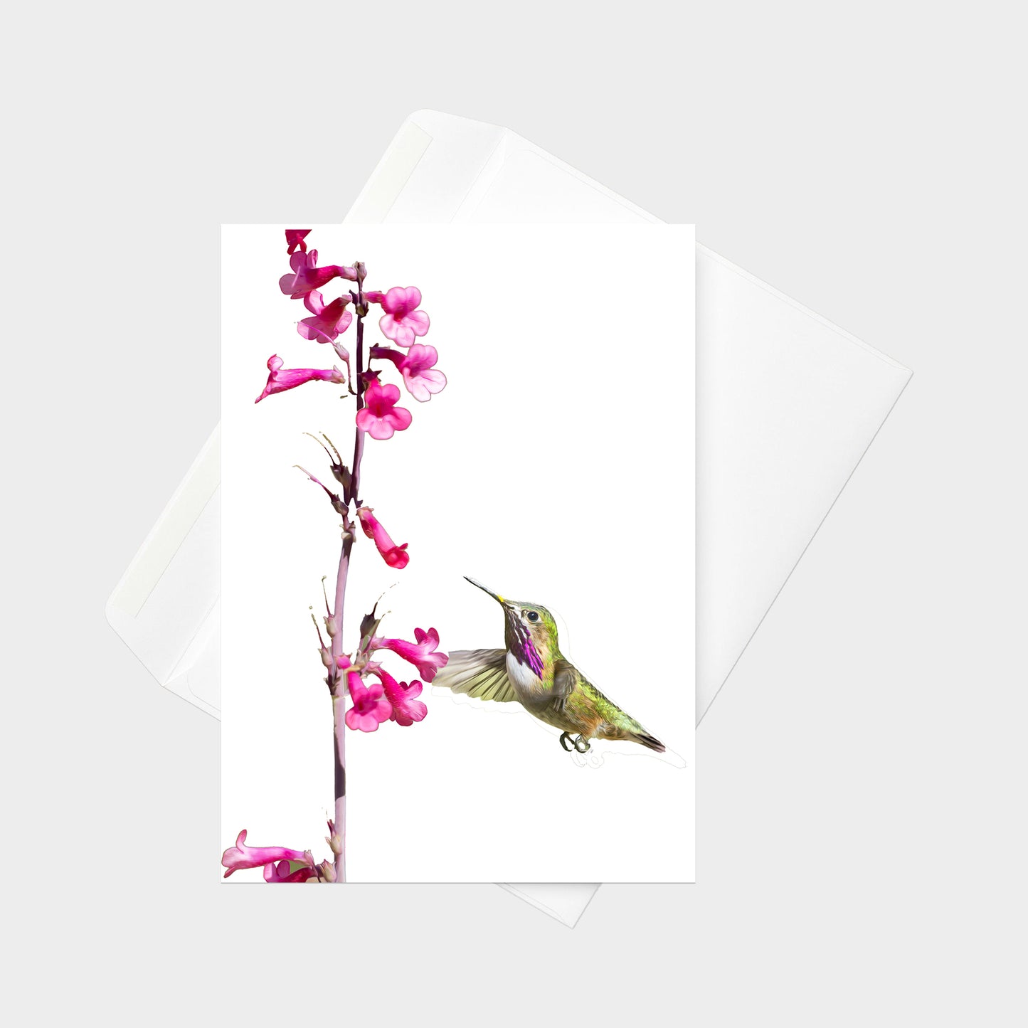 Calliope Hummingbird note card back view