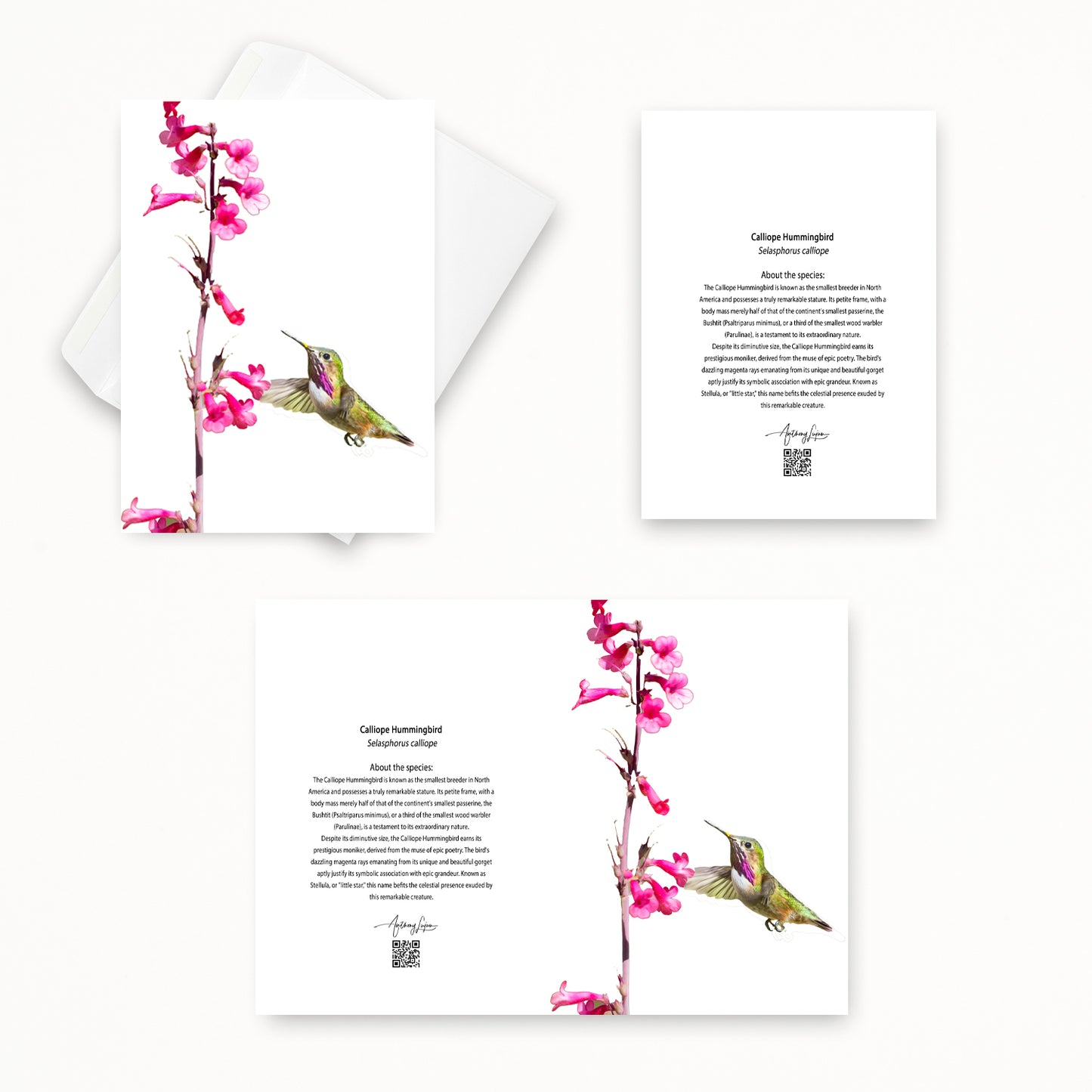 Calliope Hummingbird 5x7 note card featuring Anthony Lujan photography