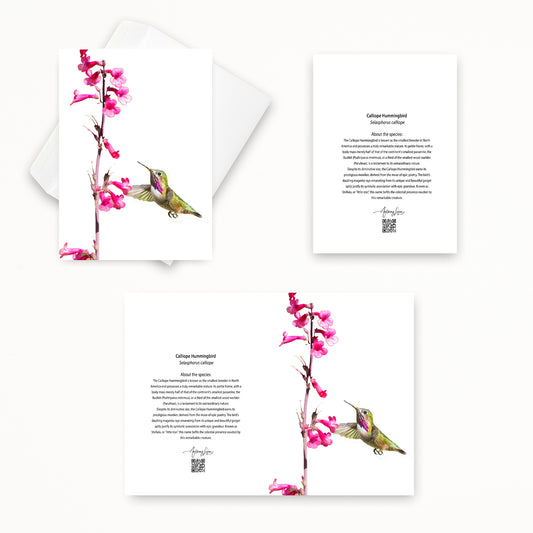 Calliope Hummingbird 5x7 note card featuring Anthony Lujan photography