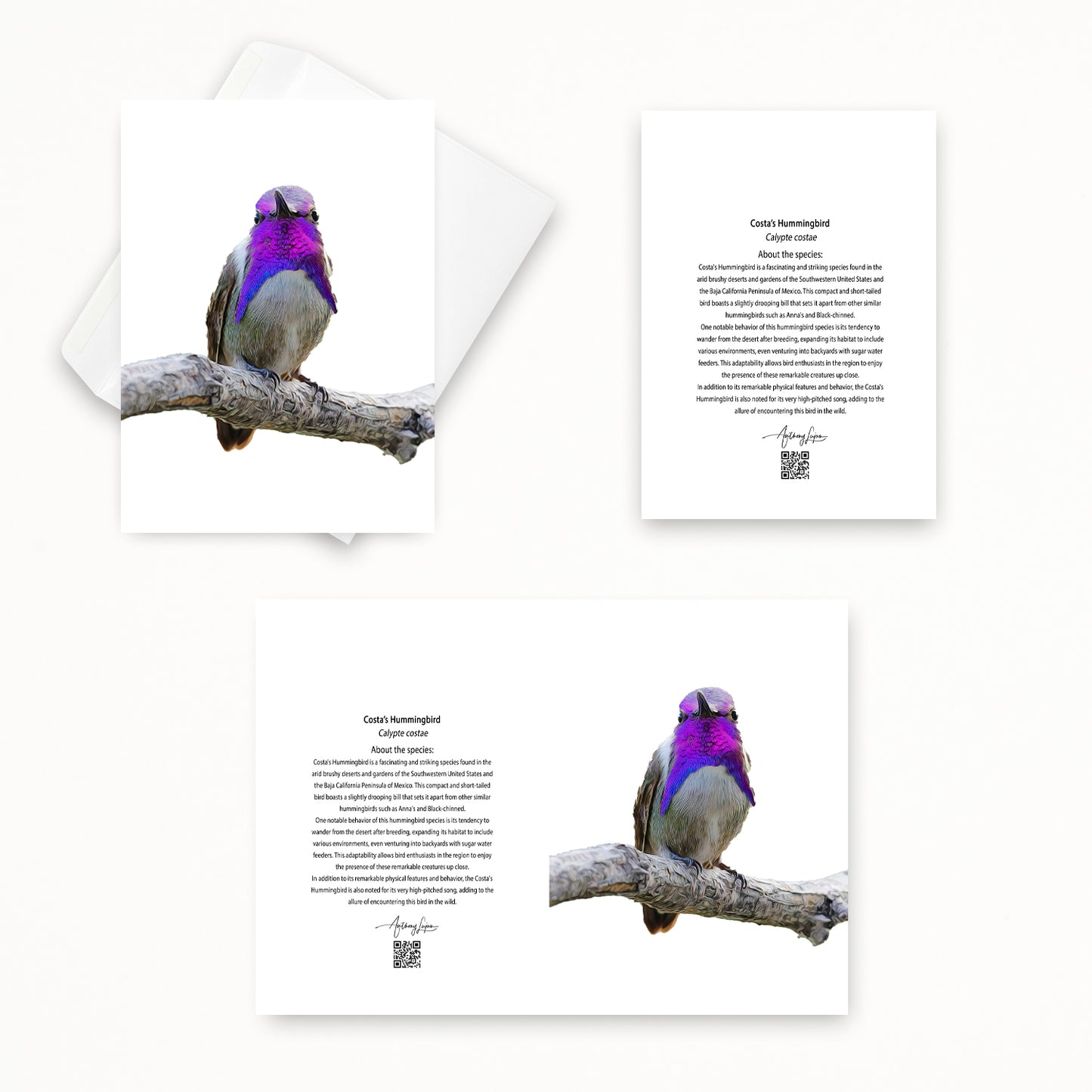 Costa’s Hummingbird 5x7 note card featuring Anthony Lujan photography