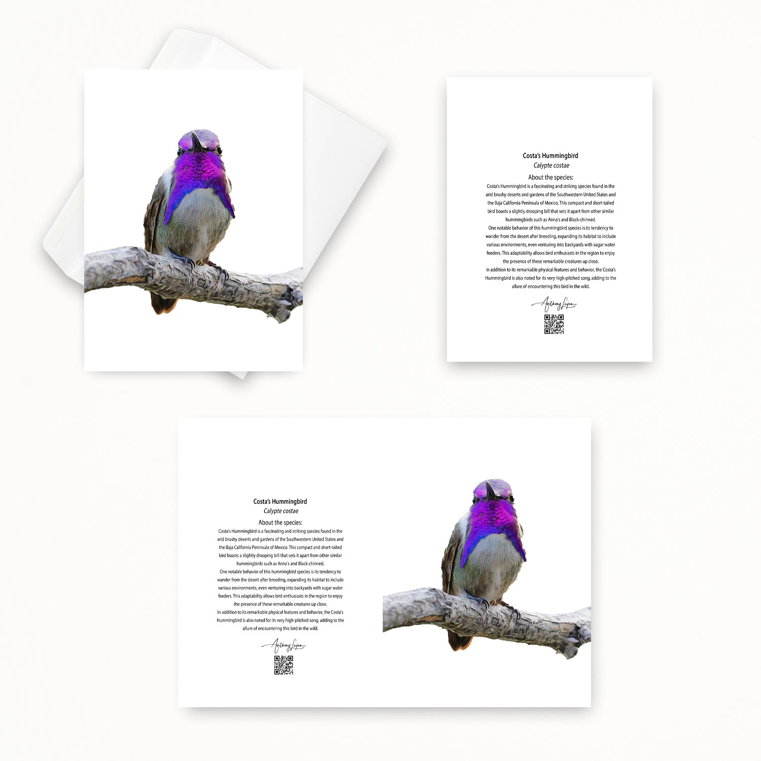 Costa’s Hummingbird 5x7 note card featuring Anthony Lujan photography