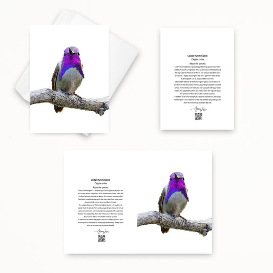Costa’s Hummingbird 5x7 note card featuring Anthony Lujan photography
