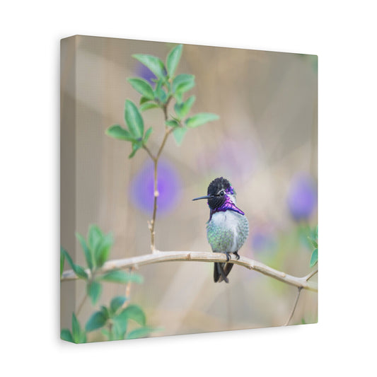 Costa's Hummingbird 8x8 Canvas Print
