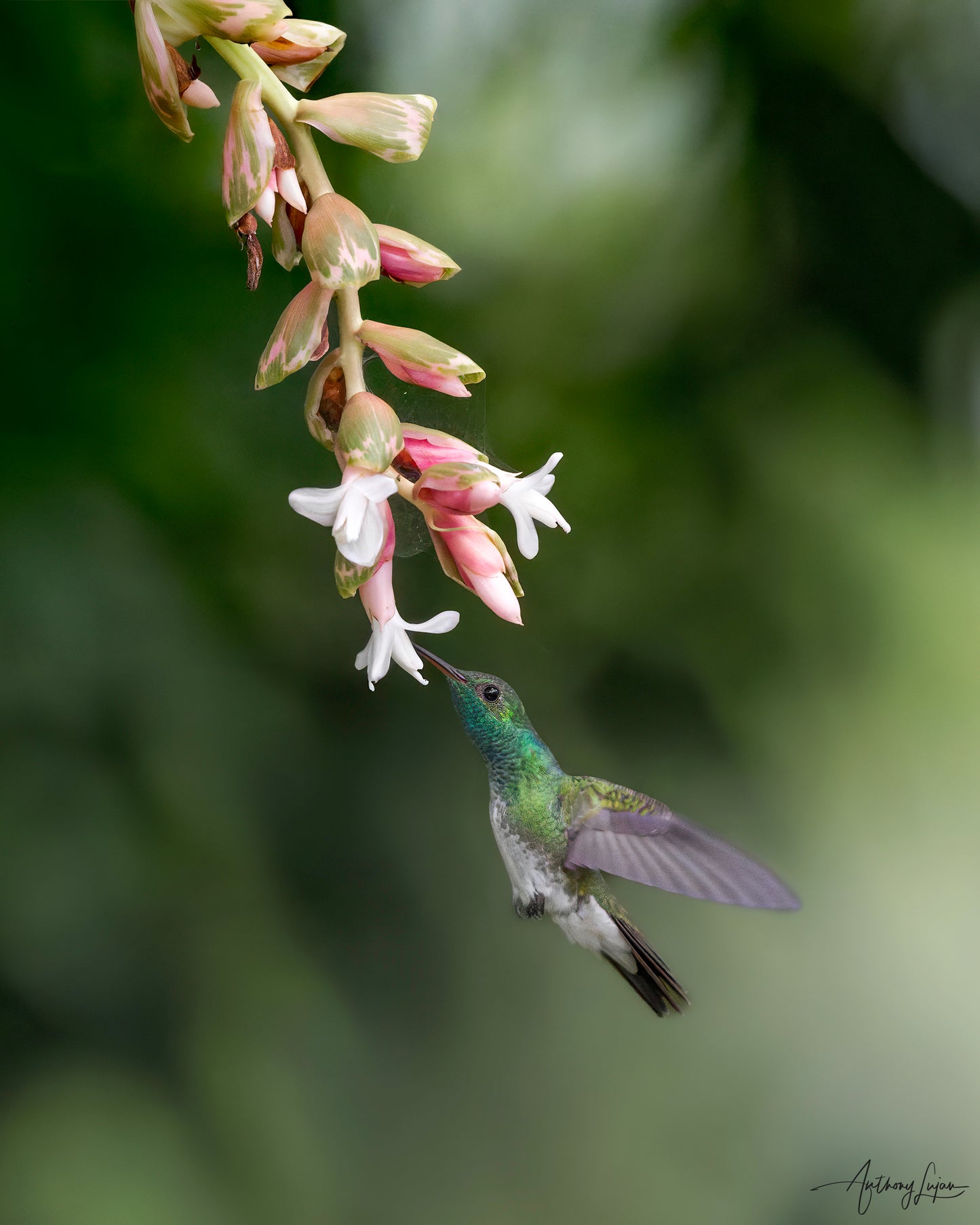 Mangrove Hummingbird Sponsorship $500