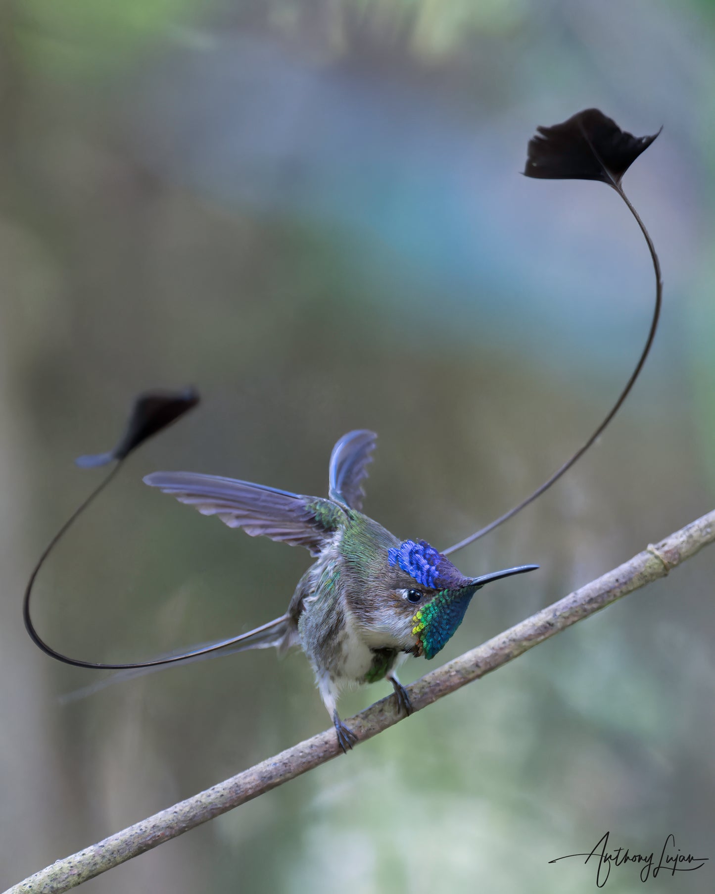 Marvelous Spatuletail Sponsorship $250