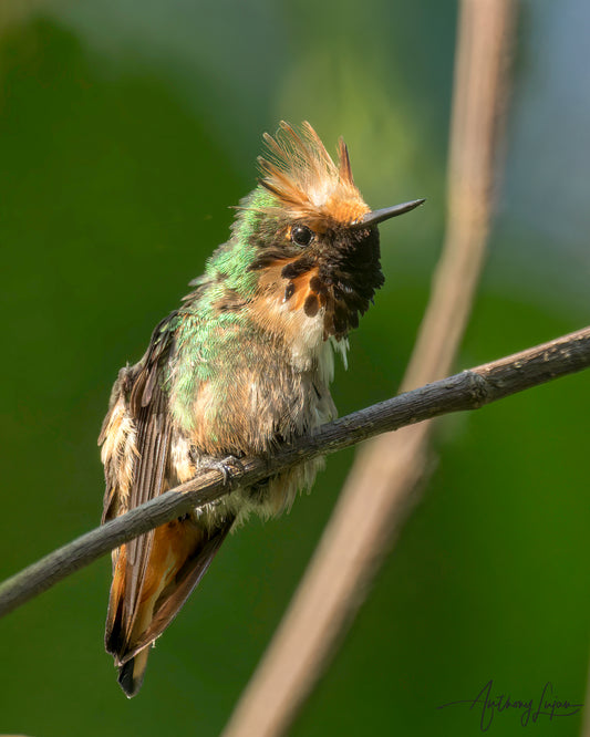 Short-crested Coquette Sponsorship $2,500