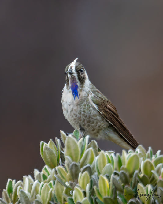 Blue-bearded Helmetcrest Sponsorship $1,000