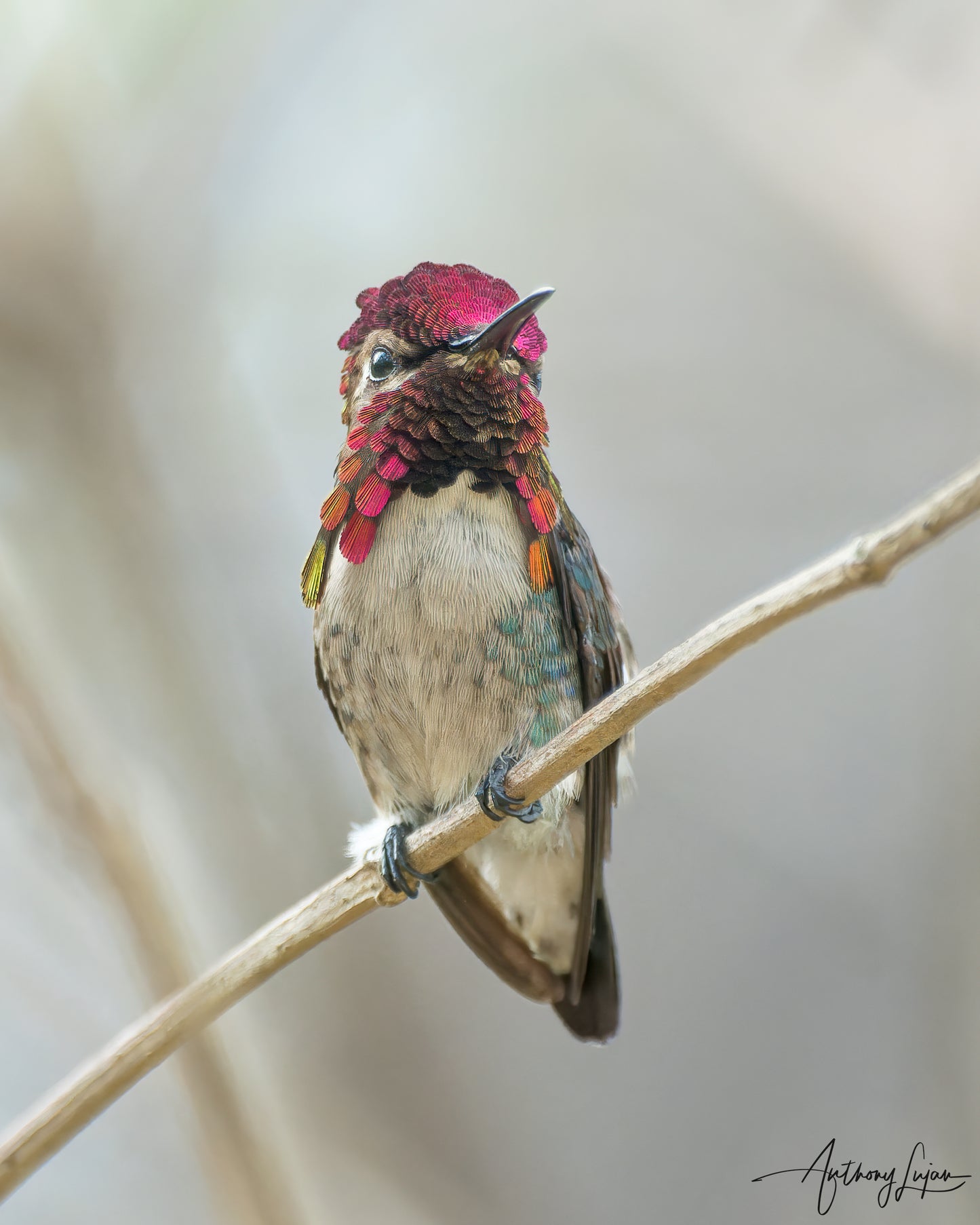 Bee Hummingbird Sponsorship $100