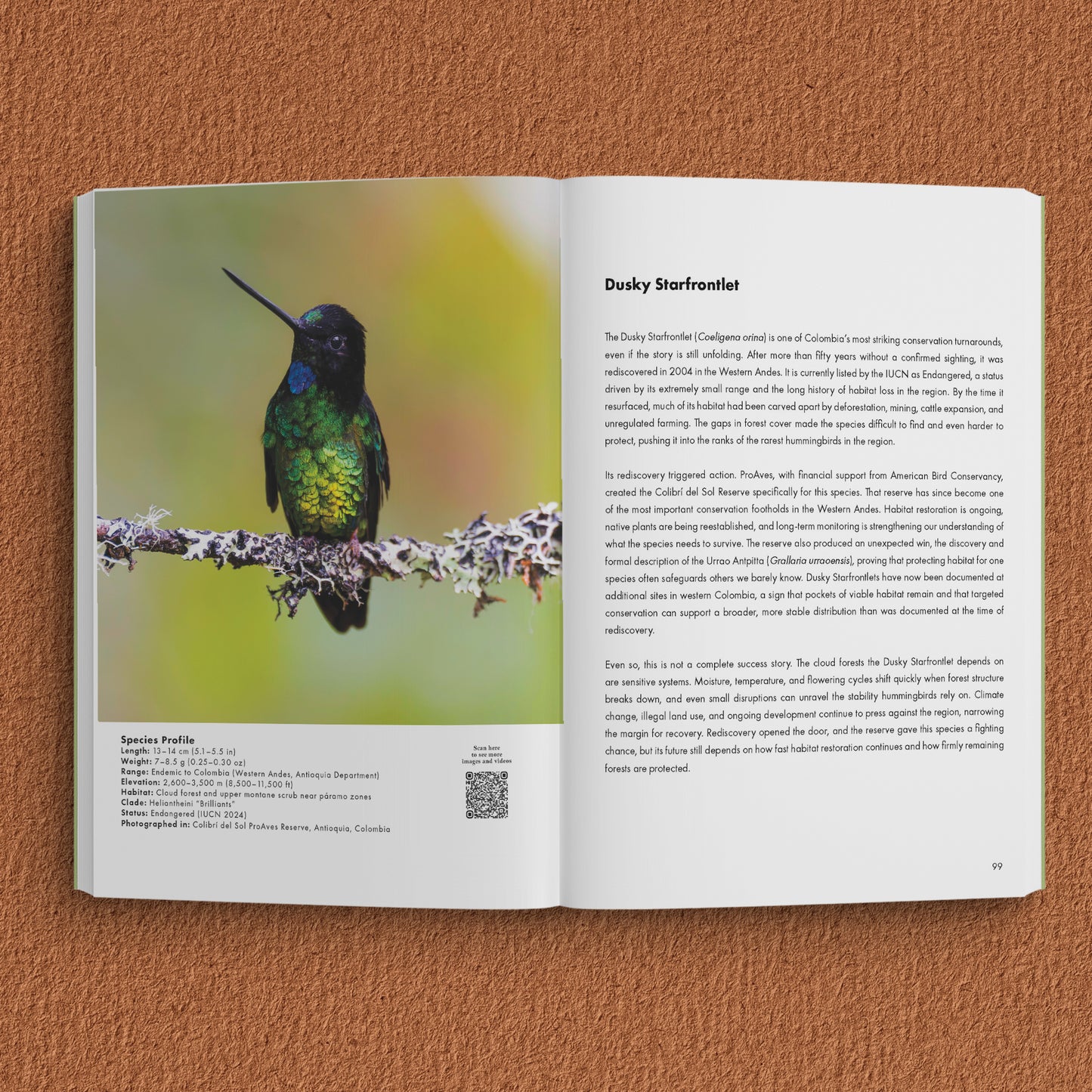 Interior photography spread from Endangered Hummingbirds book