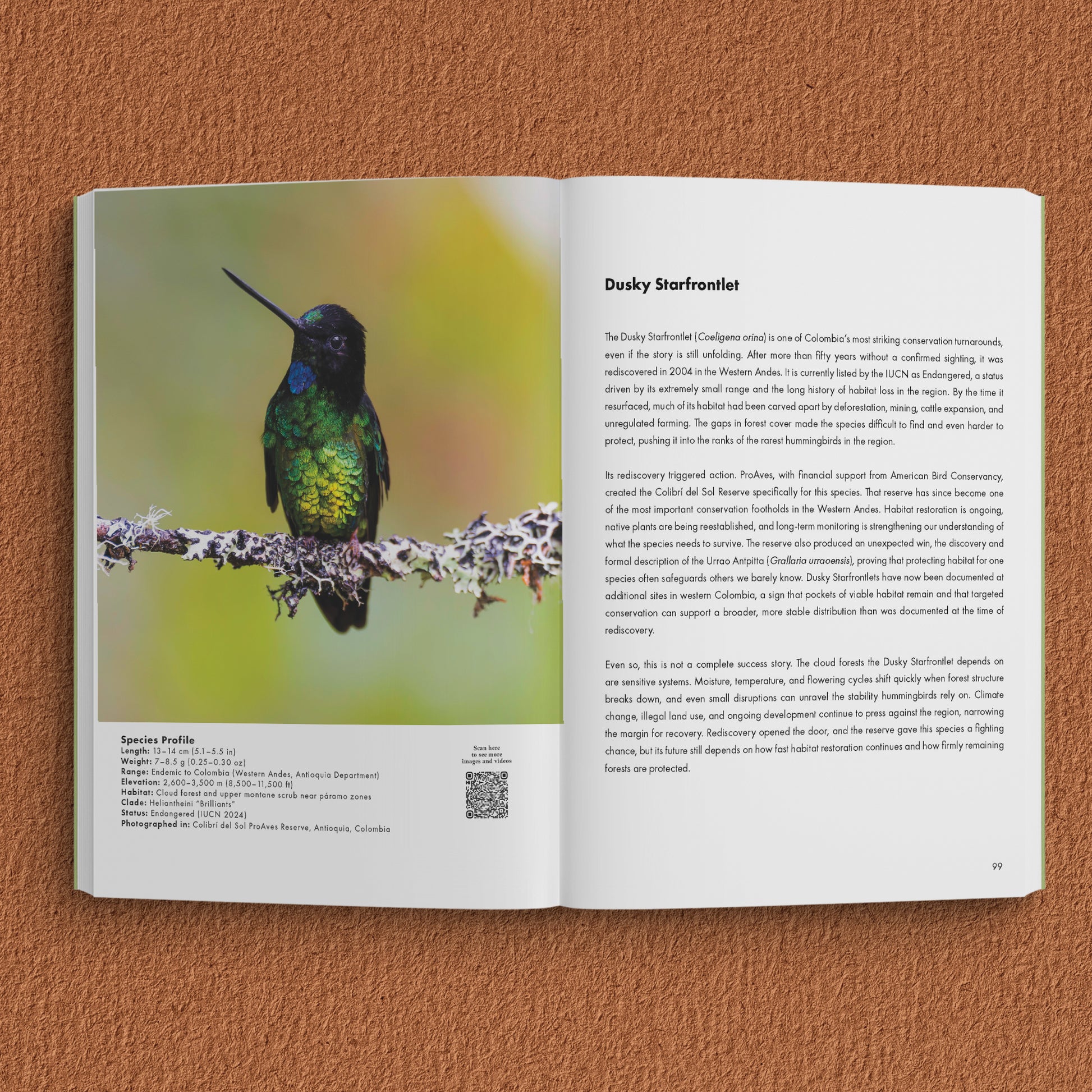 Interior photography spread from Endangered Hummingbirds book