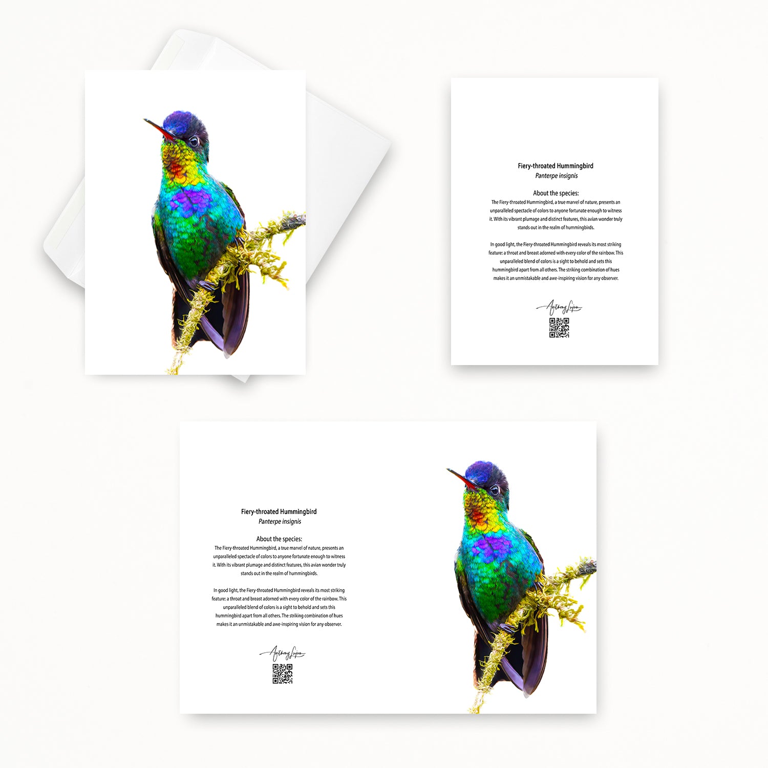 Fiery-throated Hummingbird 5x7 note card featuring Anthony Lujan photography