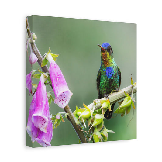 Fiery-throated Hummingbird 8x8 Canvas Print