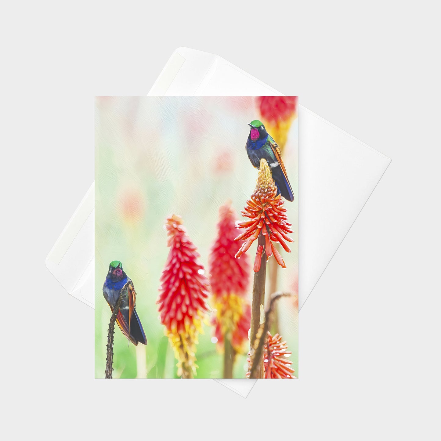 Garnet-throated Hummingbird | 5x7 Note Card