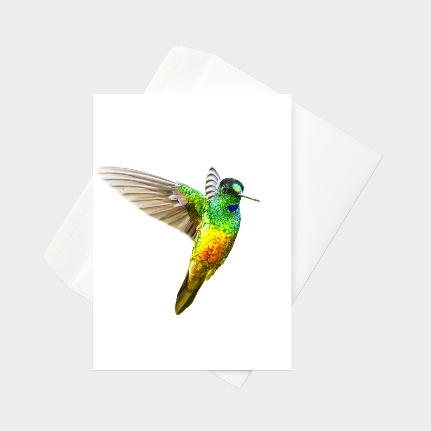 Golden-bellied Starfrontlet note card back view