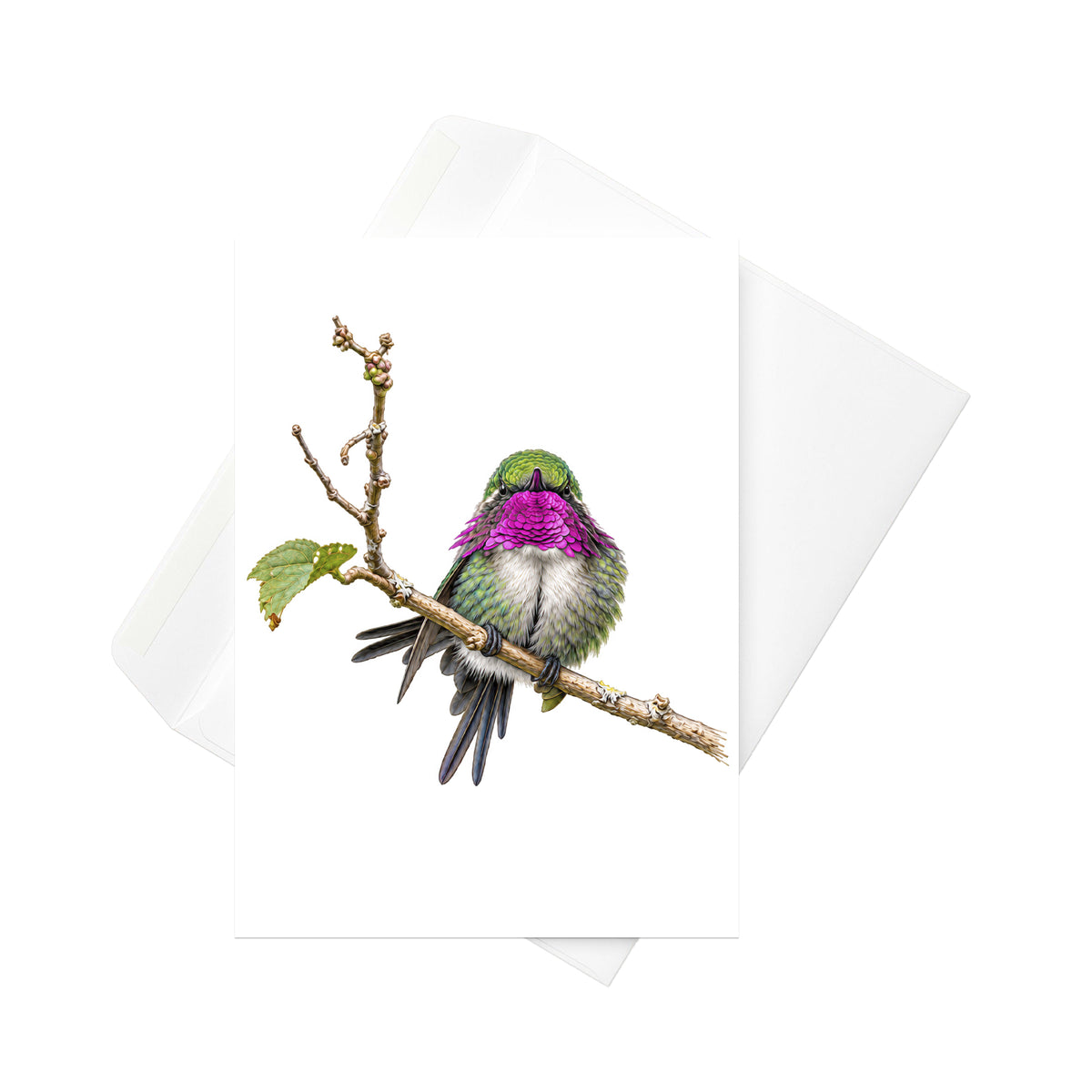 Gorgeted Woodstar | 5x7 Note Card