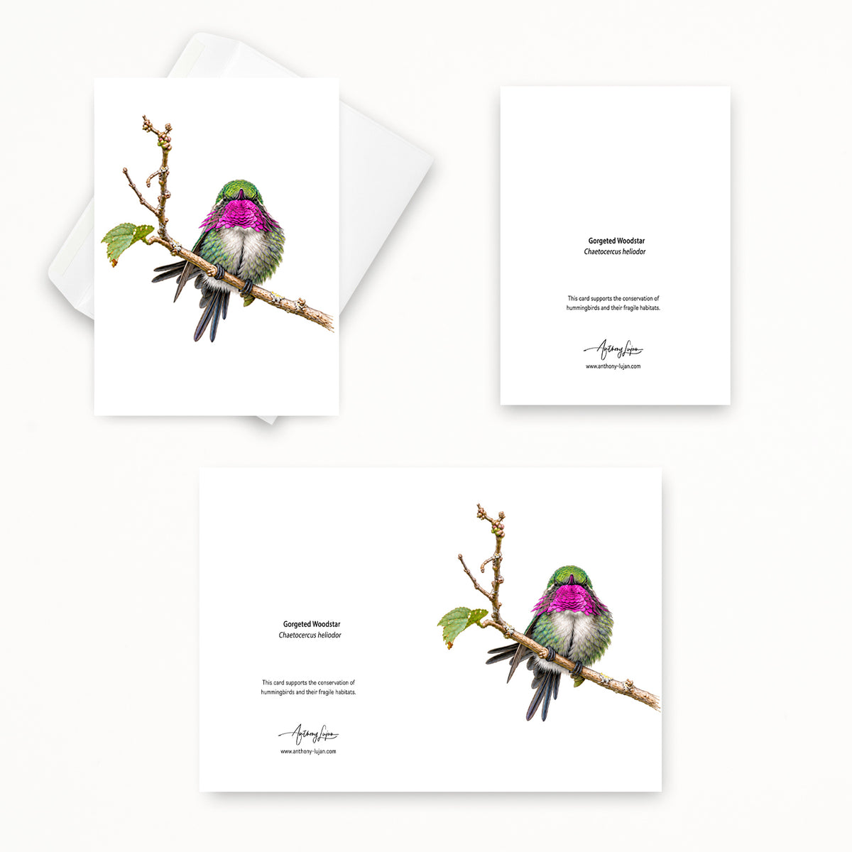 Gorgeted Woodstar | 5x7 Note Card