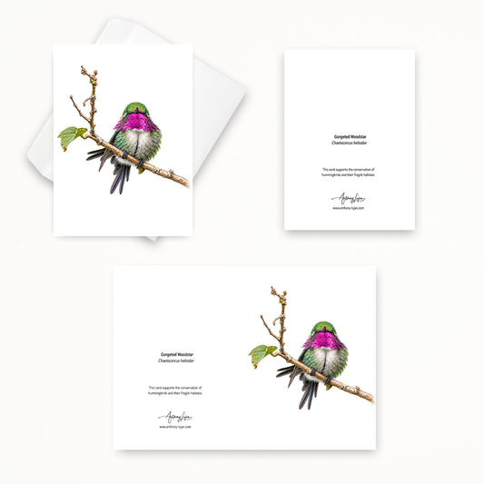Gorgeted Woodstar | 5x7 Note Card