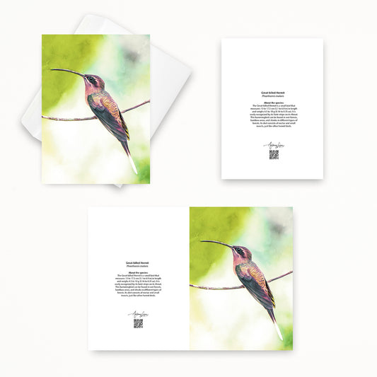 Great-billed Hermit 5x7 note card featuring Anthony Lujan photography