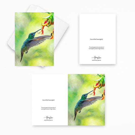 Green-bellied Hummingbird | 5x7 Note Card