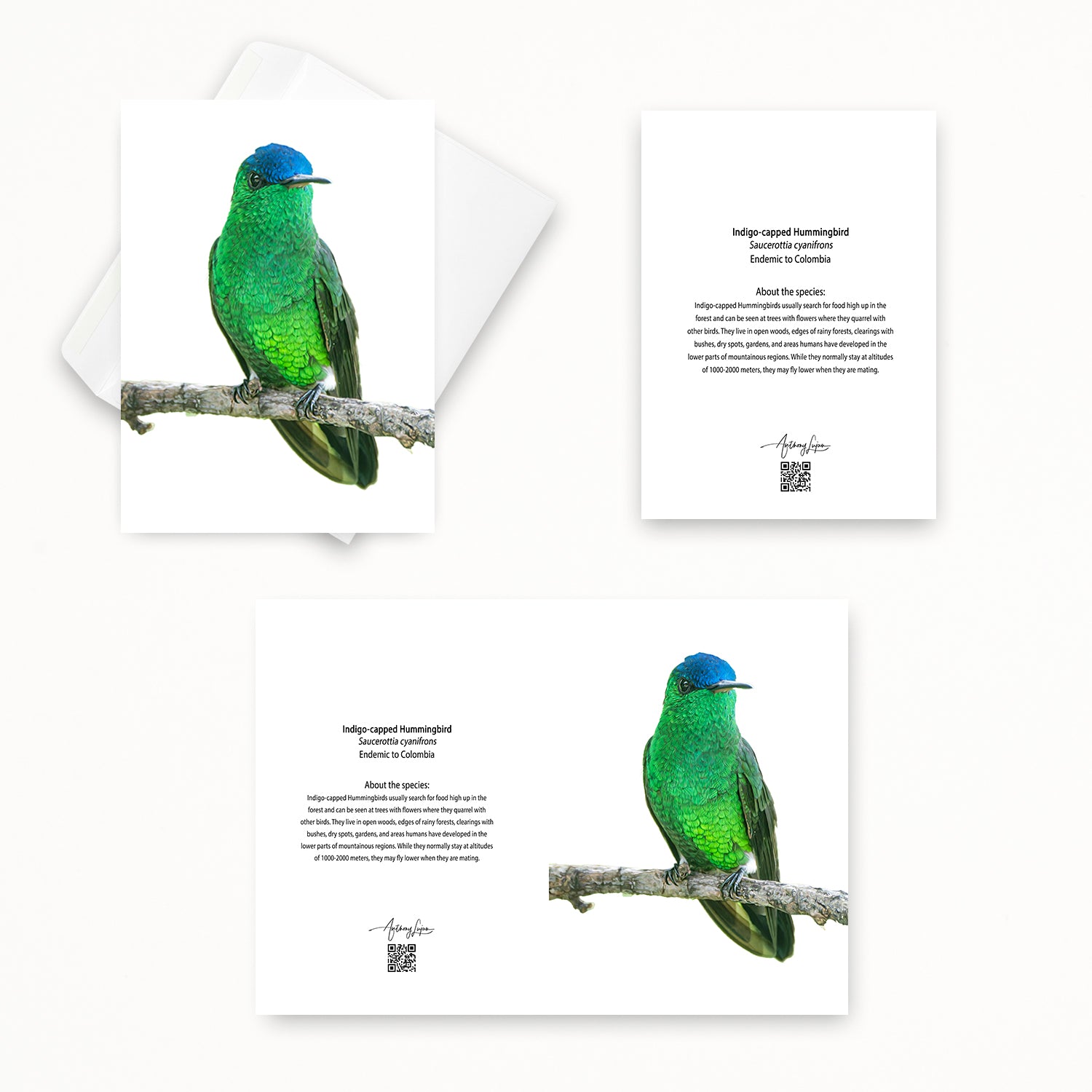 Indigo-capped Hummingbird 5x7 note card featuring Anthony Lujan photography