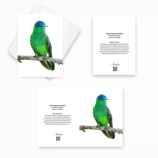 Indigo-capped Hummingbird 5x7 note card featuring Anthony Lujan photography