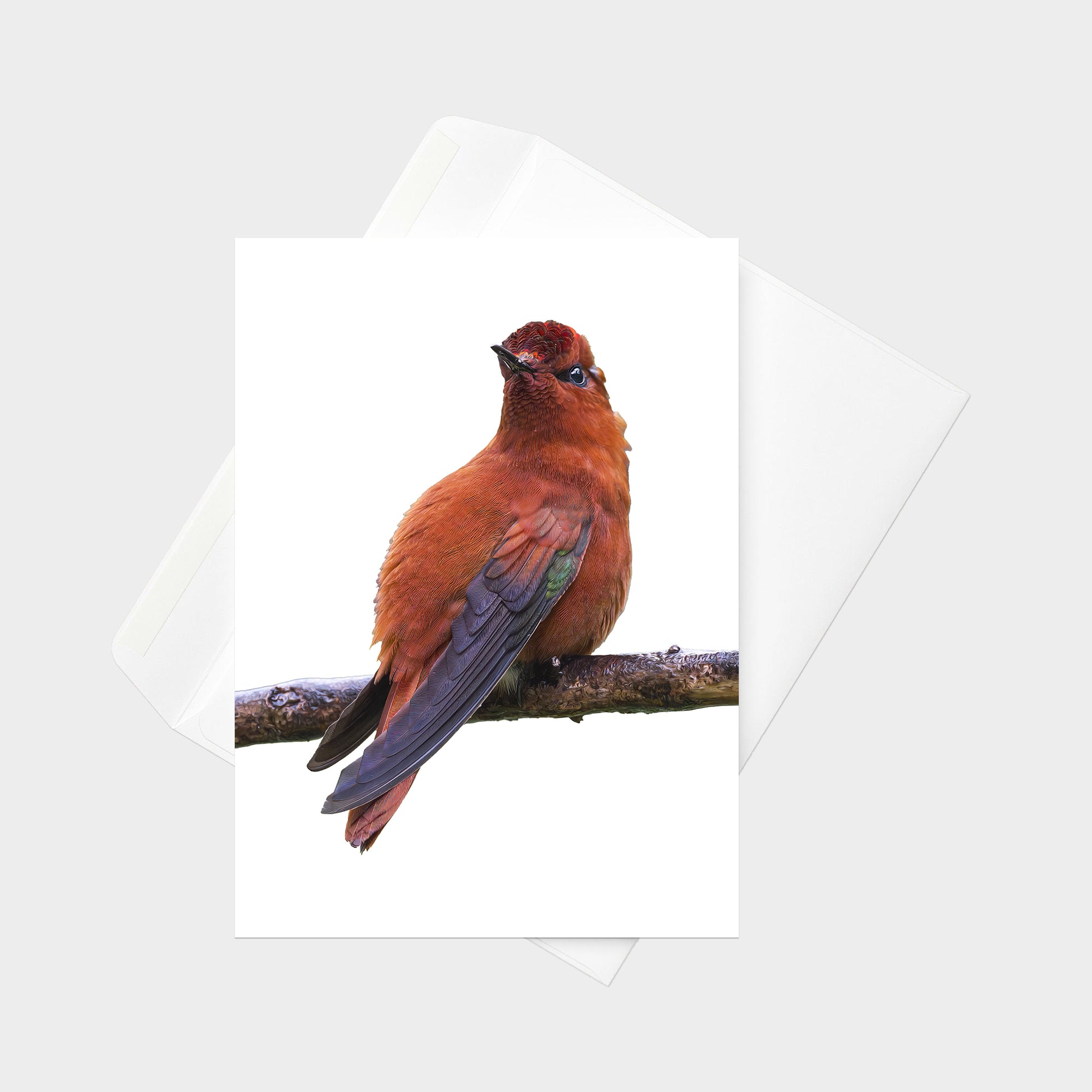 Juan Fernandez Firecrown note card back view