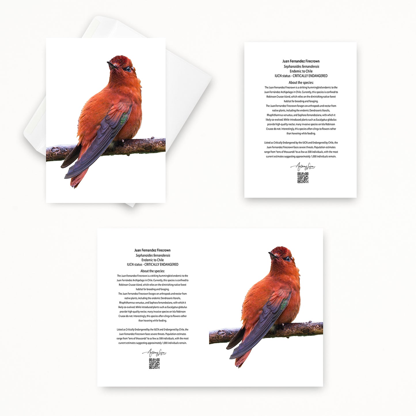 Juan Fernandez Firecrown 5x7 note card featuring Anthony Lujan photography
