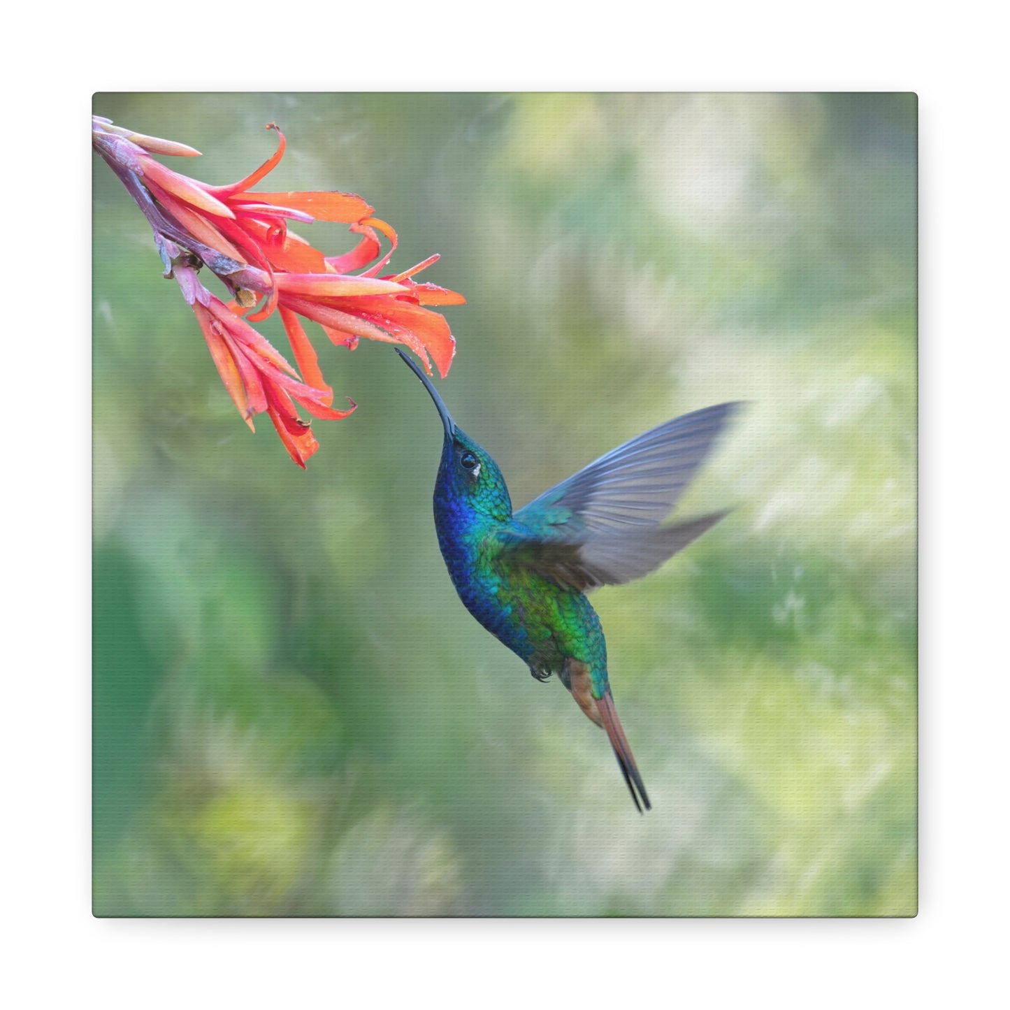 Lazuline Hummingbird 8x8 Canvas Print