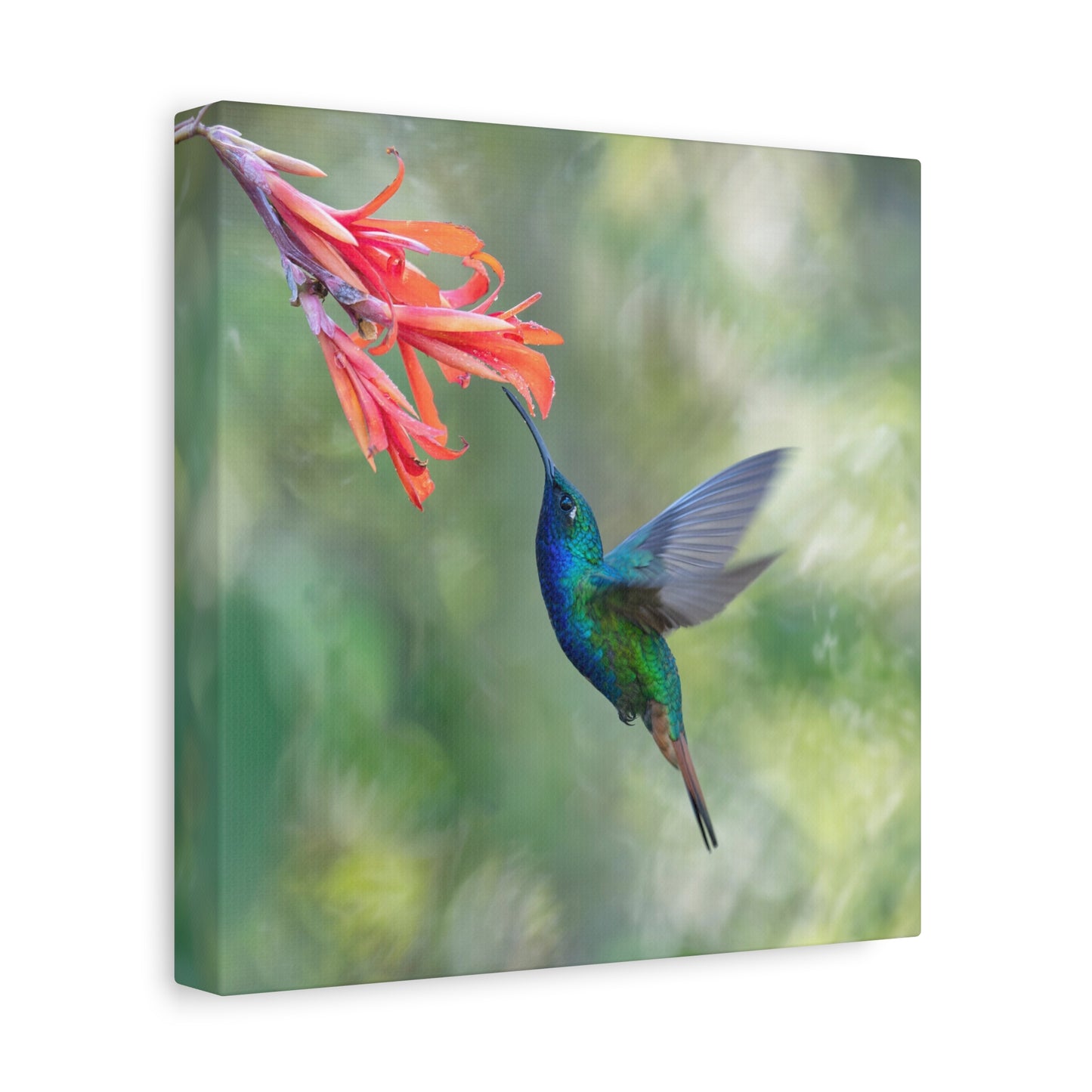 Lazuline Hummingbird 8x8 Canvas Print
